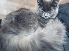 Beautiful grey/black with blue eyes British long haired kittens