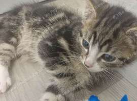 2 male kittens ready now