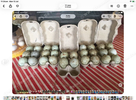 Flash Sale  Cayuga Fertile Hatching Eggs