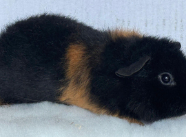 Teddy Guinea Pig Boars