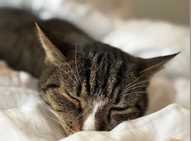 Lovely Jimmy Needs A Home On His Own!
