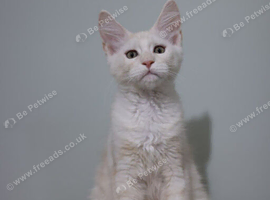 Maine coons kittens
