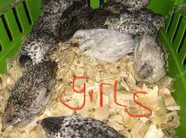 SEXED QUAILS/CHINESE PAINTED BUTTONS!