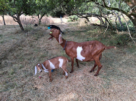Registered Anglo Nubian Nanny for Sale