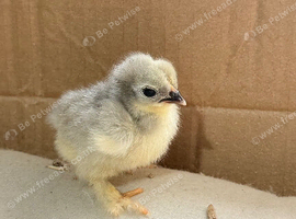 Lavender Pekin Bantam Chicks