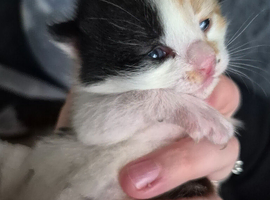 2 beautiful kittens left
