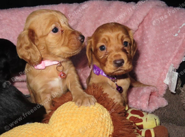 Stunning cocker spaniel puppies