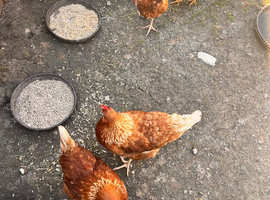 Laying hens for sale