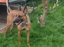 LOVING HOME NEEDED FOR A 1.5-YEAR-OLD BELGIAN MALINOIS