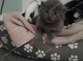 2 Grey kittens
