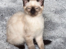 Lovely cute Siamese cross