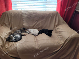 8 kittens for loving homes