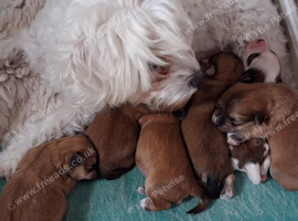 Maltese mum Yorkshire dad