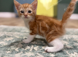 Last Two beautiful kittens