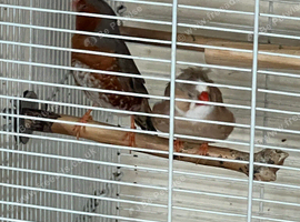 Zebra finch pair