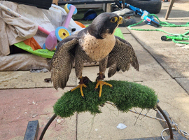Peregrine falcon for sale