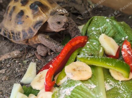 6 year old male