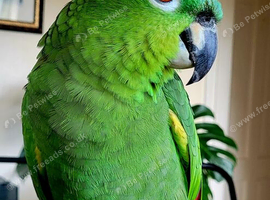 Outstanding hand tame Mealy amazon