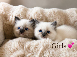 Gorgeous ragdoll kittens ready Sunday  !!