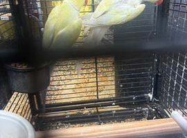 Proven pair cremino ringnecks