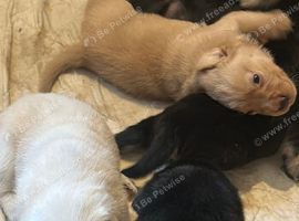 Mixed Breed puppies for sale