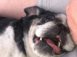 Senior dog needs rehoming due to my other dog bullying her