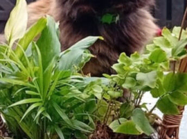 STOLEN &pound;500 Cash reward