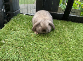 Seal point mini lop baby rabbits