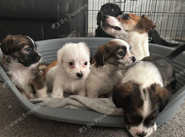 4 gorgeous mini shih tzu x jack russel
