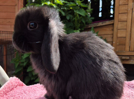 Baby mini lops  ready now.  Last boy..