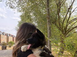 American Akita puppy