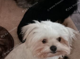 Maltese x little boy 12 months old