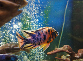 Young Haps and peacocks for sale