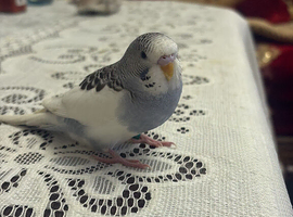 Young Semi Tame budgie