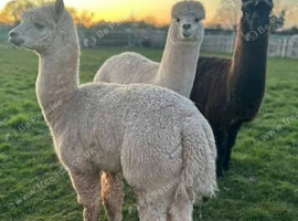 3 male registered alpacas