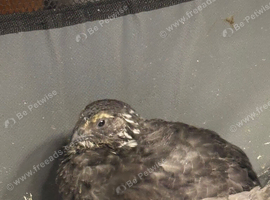 Male and female pied coturnix quail