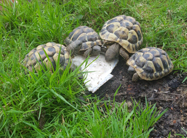 3 Year Old Hermanns Tortoises (T.G. Boetgerri)