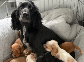 3 left Gorgeous cocker spaniel pups