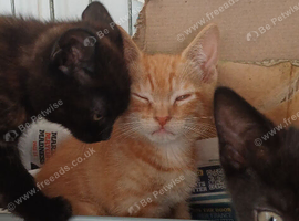 3 chocolate calico & 1 ginger kittens R.T.G