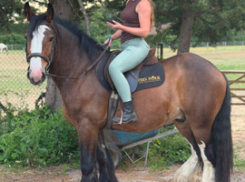 16Hh 4YO Gelding RIDE AND DRIVE 100% BOMBPROOF COB