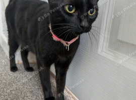 2 female cats available