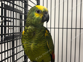 Hand Reared Baby Blue Fronted Amazons