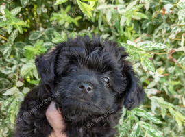 Last Gorgeous female pomapoo
