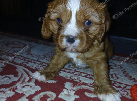 King charles cavalier