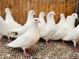 PURE WHITE ENGLISH GARDEN DOVES