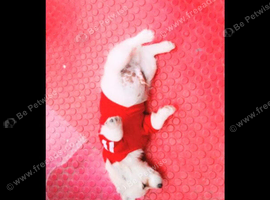 Maltese mix