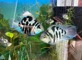 Tropical Fish Four Blue Polar Cichlids Adult