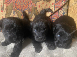 Bedlington terrier x cairn terrier