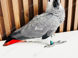 Adorable gorgeous baby African grey