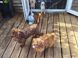 Toy jackapoo pups for sale